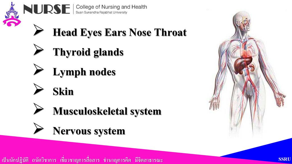 Head Eyes Ears Nose Throat Thyroid glands Lymph nodes Skin