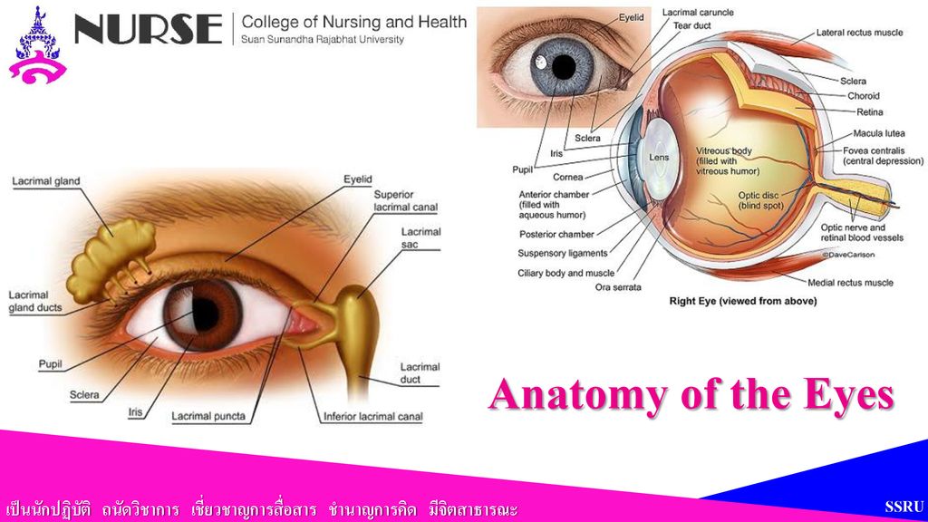 Anatomy of the Eyes SSRU
