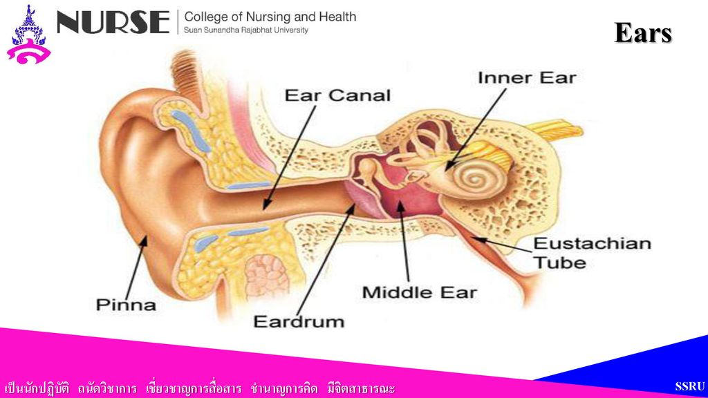 Ears เป็นนักปฏิบัติ ถนัดวิชาการ เชี่ยวชาญการสื่อสาร ชำนาญการคิด มีจิตสาธารณะ SSRU