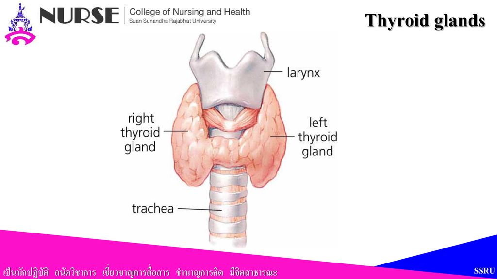 Thyroid glands เป็นนักปฏิบัติ ถนัดวิชาการ เชี่ยวชาญการสื่อสาร ชำนาญการคิด มีจิตสาธารณะ SSRU