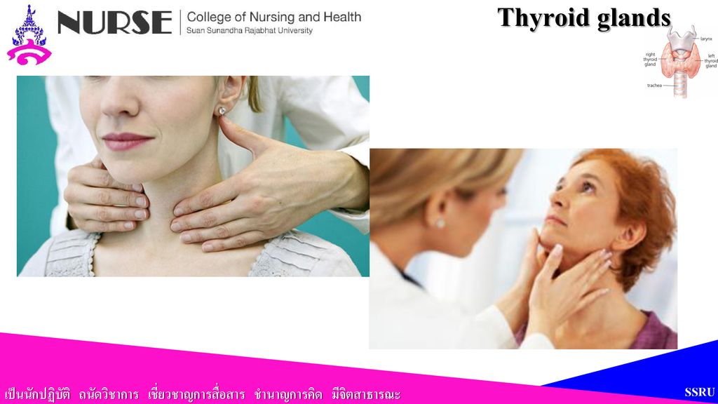 Thyroid glands เป็นนักปฏิบัติ ถนัดวิชาการ เชี่ยวชาญการสื่อสาร ชำนาญการคิด มีจิตสาธารณะ SSRU