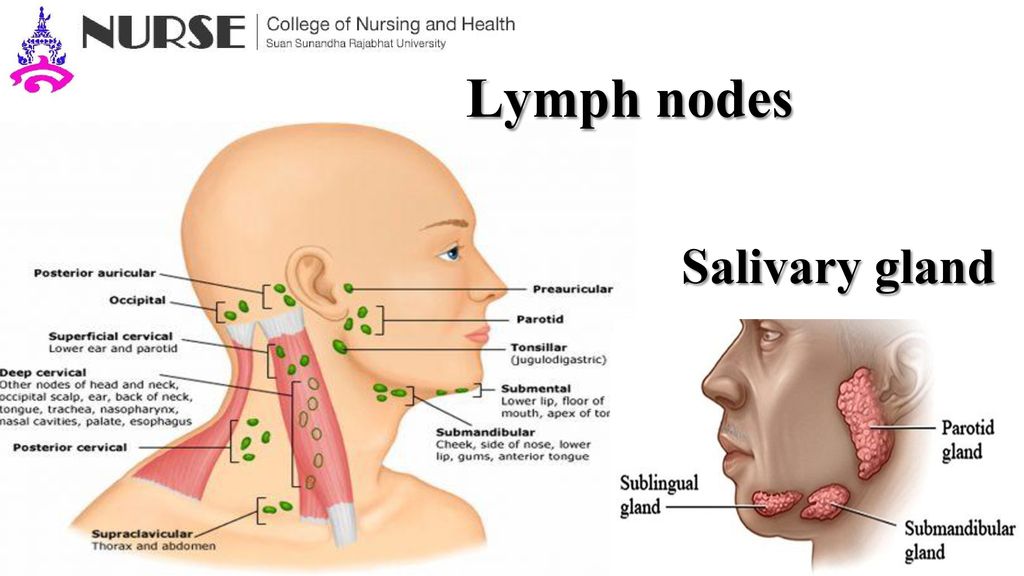 Lymph nodes Salivary gland