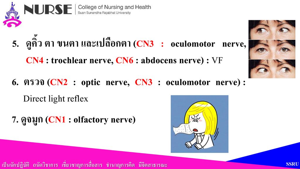 7. ดูจมูก (CN1 : olfactory nerve)