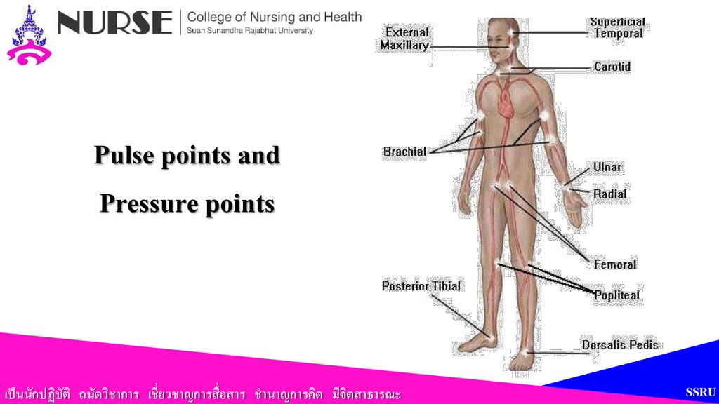 Pulse points and Pressure points