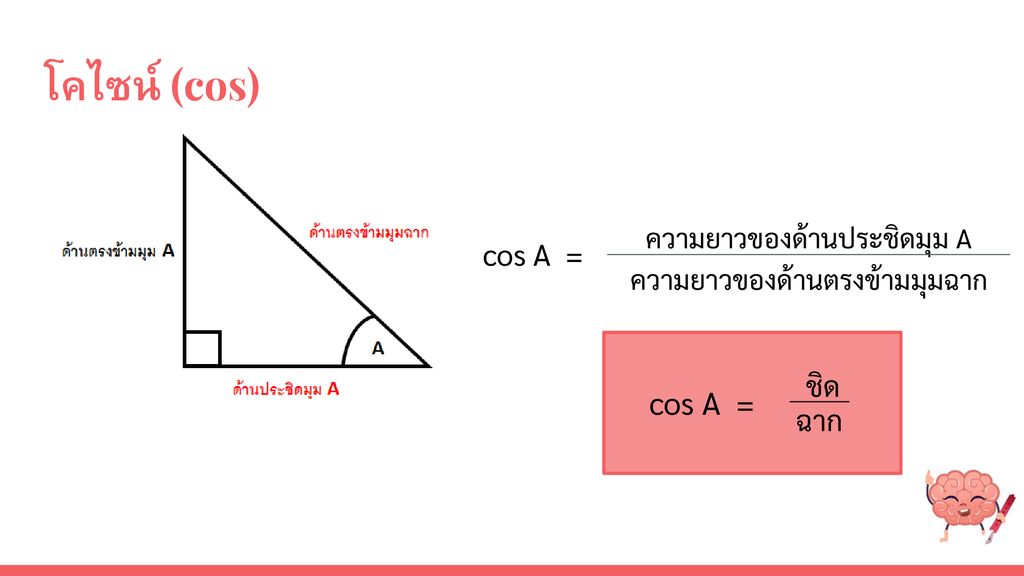 โคไซน์ (cos) cos A = cos A = ชิด ฉาก ความยาวของด้านประชิดมุม A