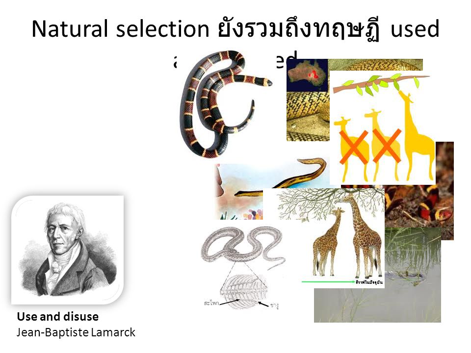 Natural selection ยังรวมถึงทฤษฏี used and disused