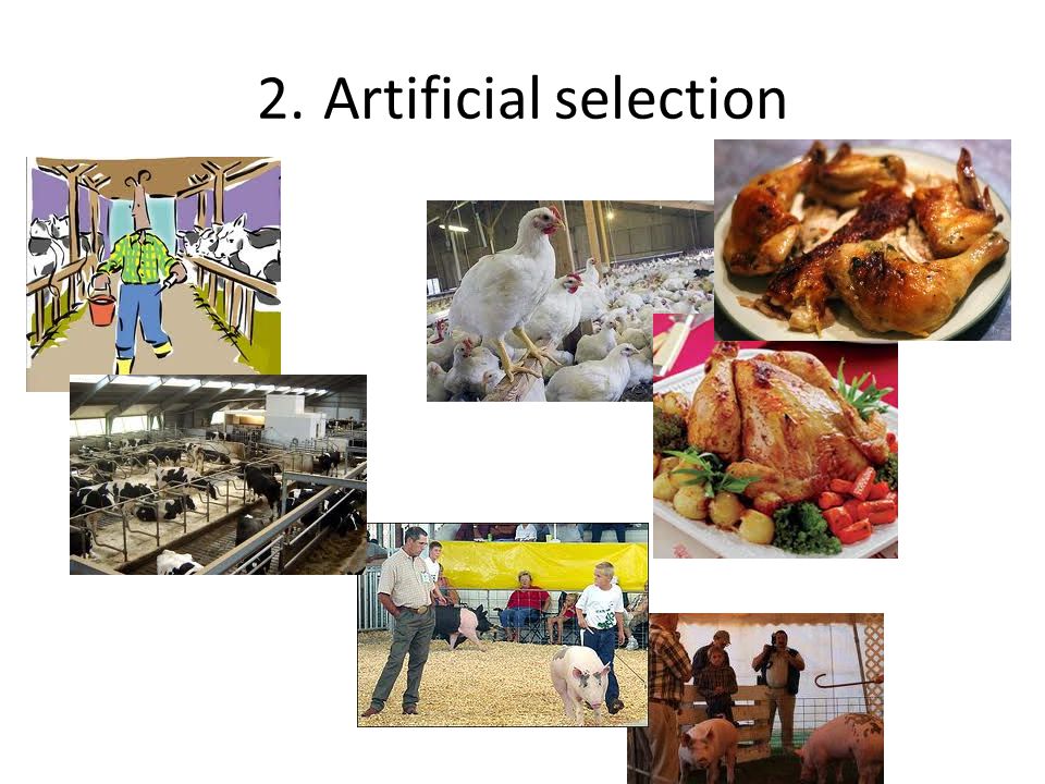 2. Artificial selection