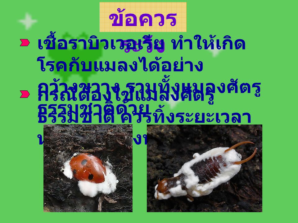 ข้อควรระวัง เชื้อราบิวเวอเรีย ทำให้เกิดโรคกับแมลงได้อย่างกว้างขวาง รวมทั้งแมลงศัตรูธรรมชาติด้วย.