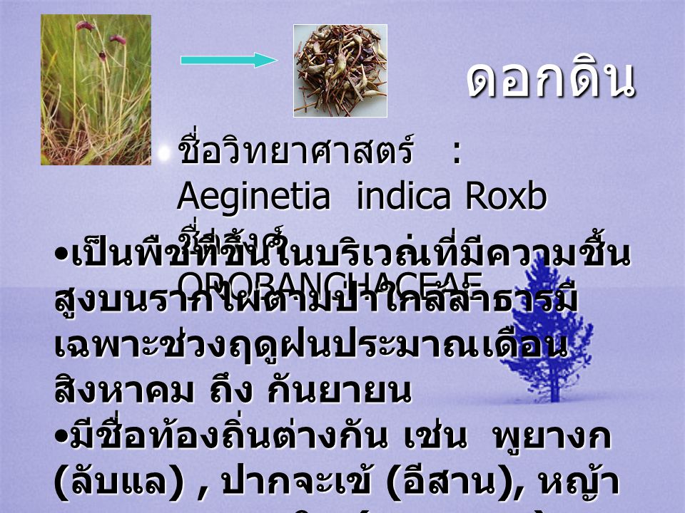 ดอกดิน ชื่อวิทยาศาสตร์ : Aeginetia indica Roxb ชื่อวงศ์ : OROBANCHACEAE.