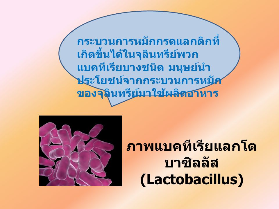 ภาพแบคทีเรียแลกโตบาซิลลัส (Lactobacillus)