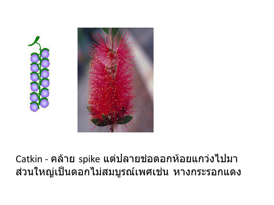 Catkin - คล้าย spike แต่ปลายช่อดอกห้อยแกว่งไปมา ส่วนใหญ่เป็นดอกไม่สมบูรณ์เพศเช่น หางกระรอกแดง