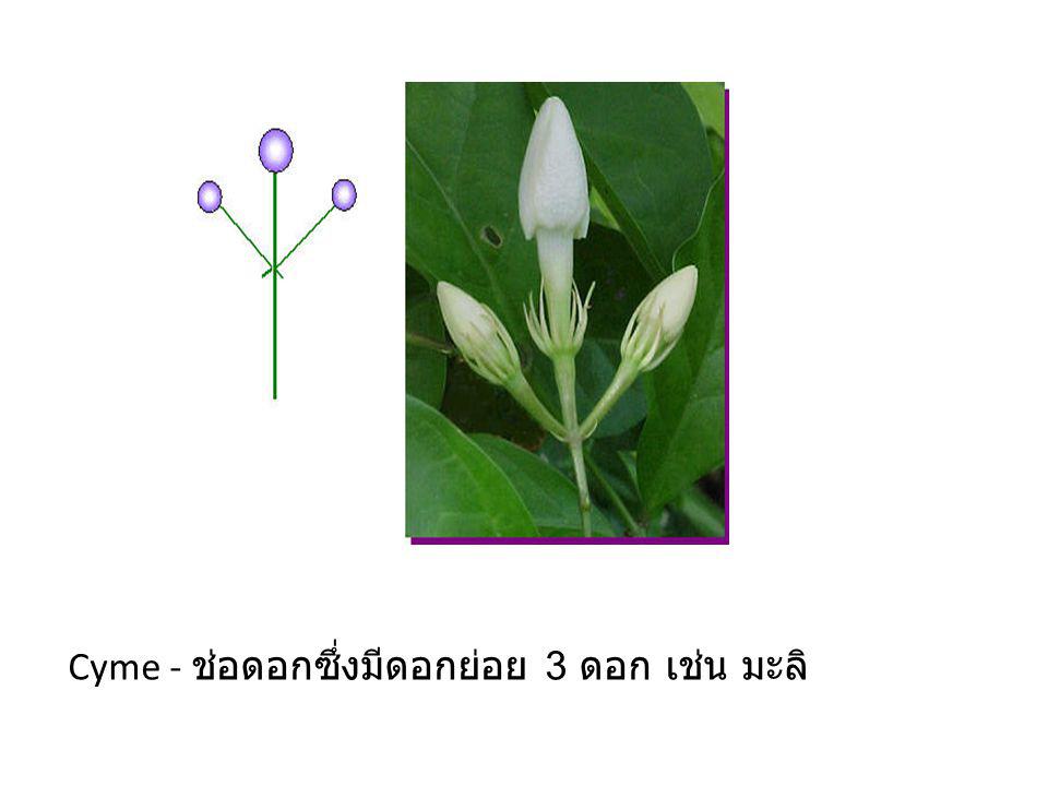 Cyme - ช่อดอกซึ่งมีดอกย่อย 3 ดอก เช่น มะลิ