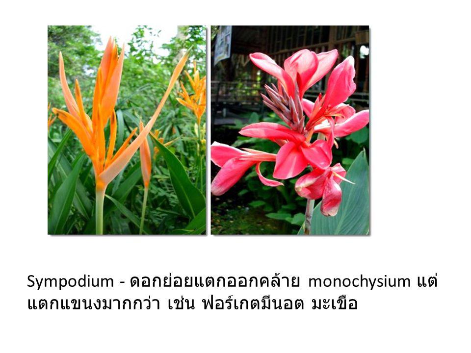 Sympodium - ดอกย่อยแตกออกคล้าย monochysium แต่แตกแขนงมากกว่า เช่น ฟอร์เกตมีนอต มะเขือ