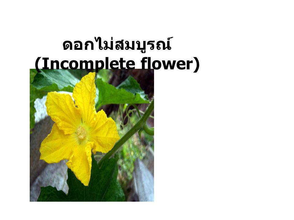 ดอกไม่สมบูรณ์ (Incomplete flower)