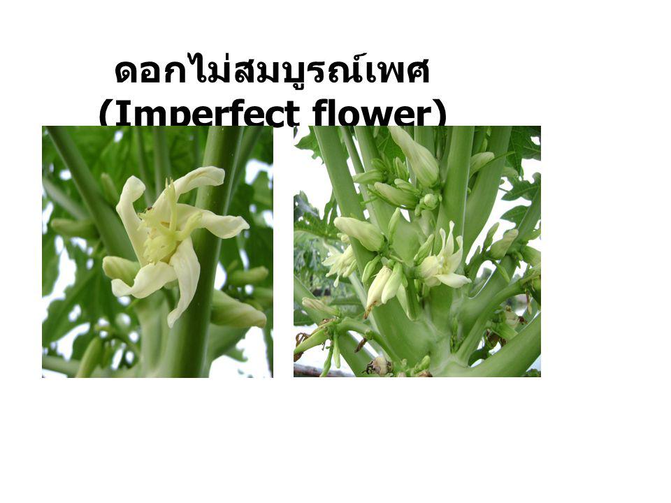 ดอกไม่สมบูรณ์เพศ (Imperfect flower)