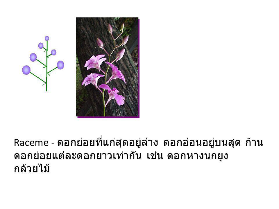 Raceme - ดอกย่อยที่แก่สุดอยู่ล่าง ดอกอ่อนอยู่บนสุด ก้านดอกย่อยแต่ละดอกยาวเท่ากัน เช่น ดอกหางนกยูง กล้วยไม้