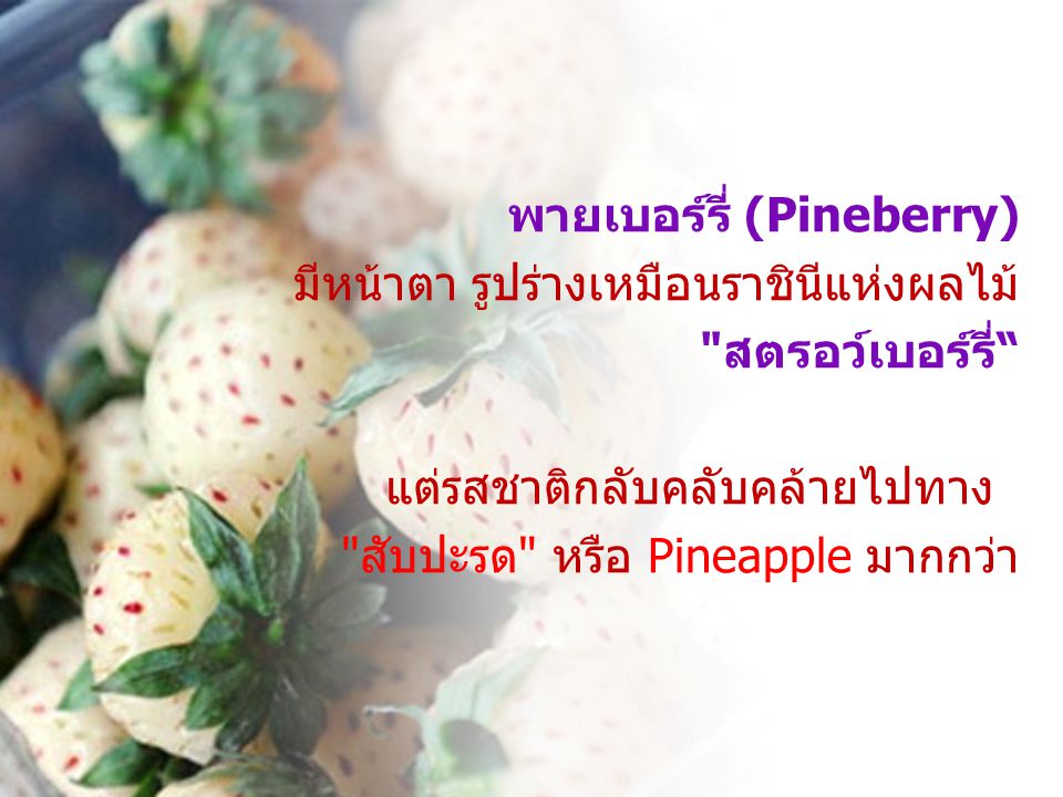 พายเบอร์รี่ (Pineberry) มีหน้าตา รูปร่างเหมือนราชินีแห่งผลไม้ สตรอว์เบอร์รี่ แต่รสชาติกลับคลับคล้ายไปทาง สับปะรด หรือ Pineapple มากกว่า