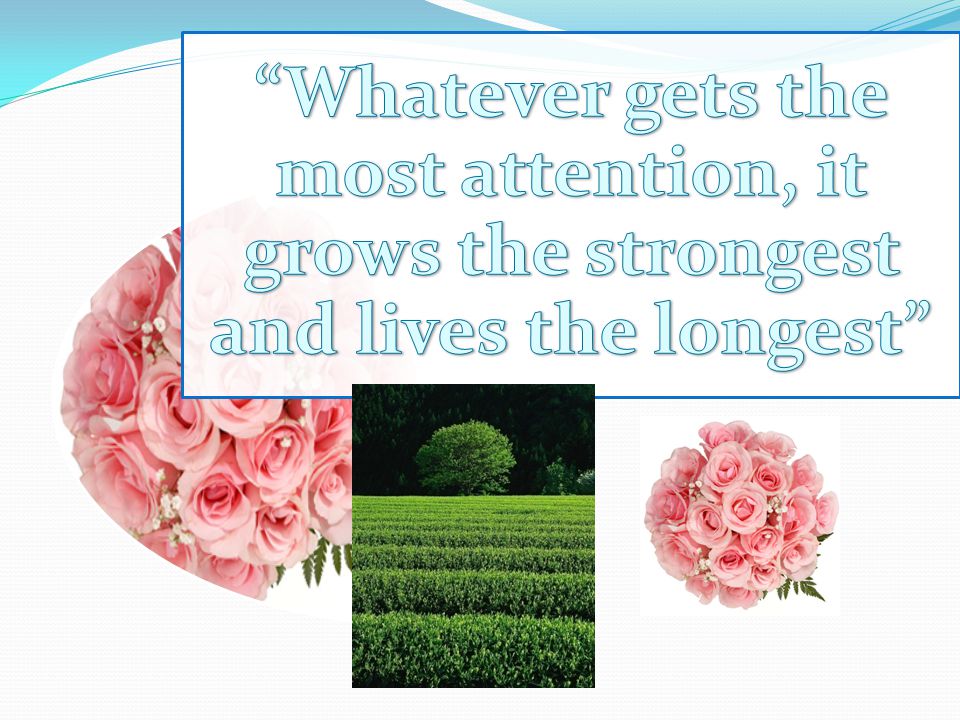 Whatever gets the most attention, it grows the strongest and lives the longest