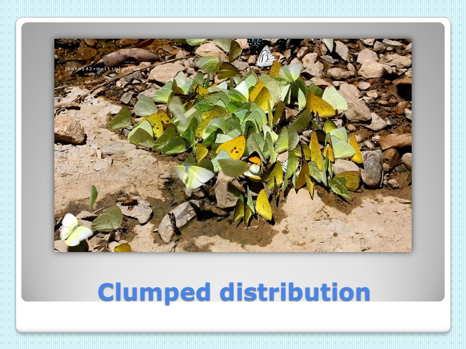 Clumped distribution