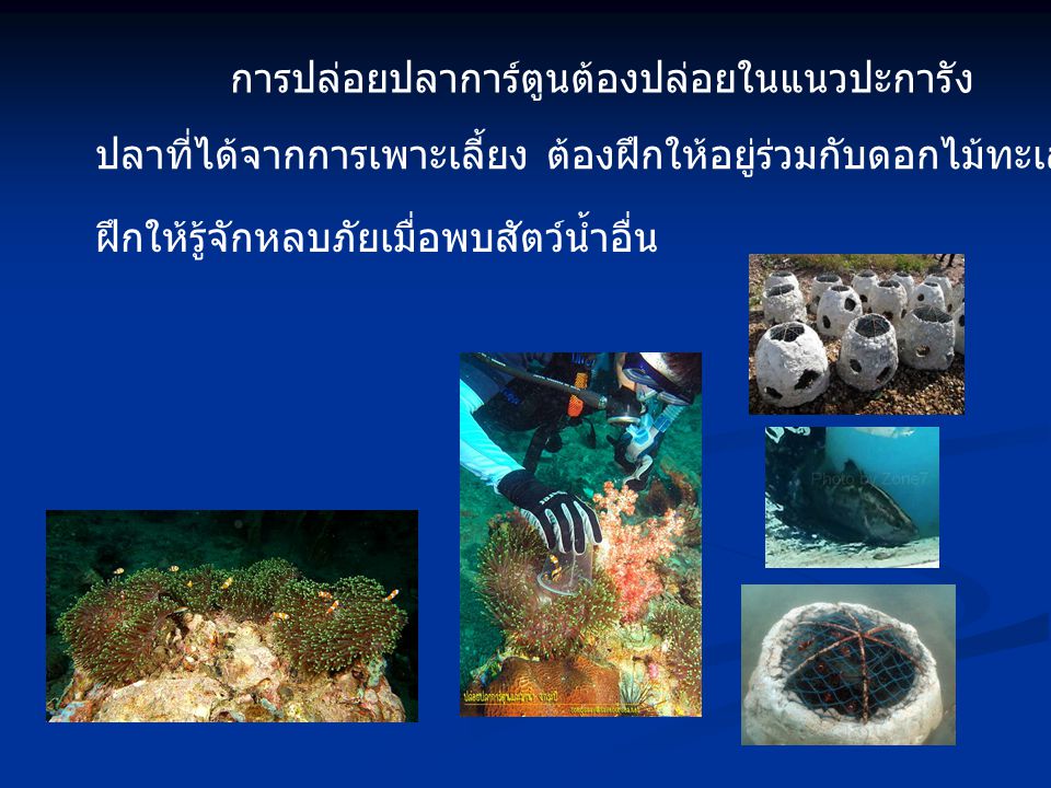 การปล่อยปลาการ์ตูนต้องปล่อยในแนวปะการัง