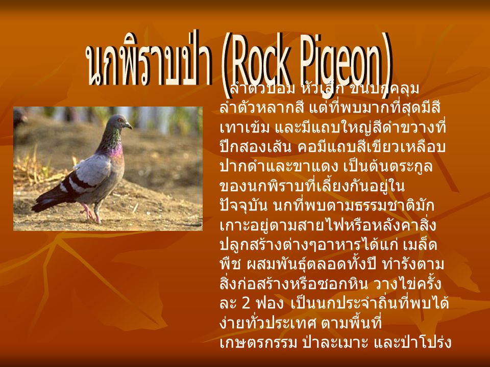 นกพิราบป่า (Rock Pigeon)