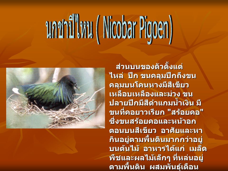 นกชาปีไหน ( Nicobar Pigoen)
