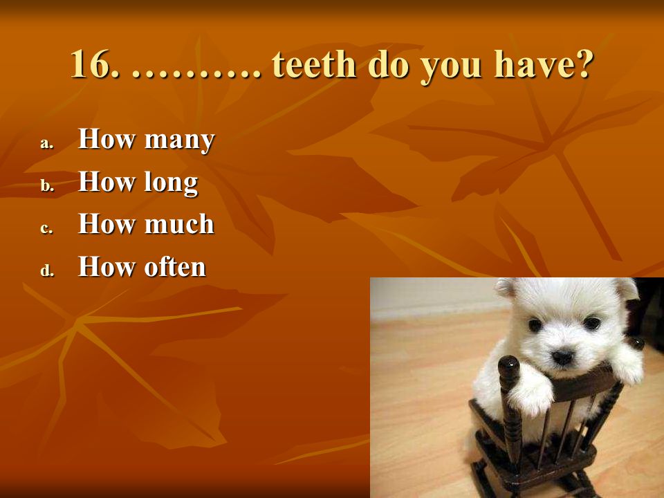 16. ………. teeth do you have How many How long How much How often