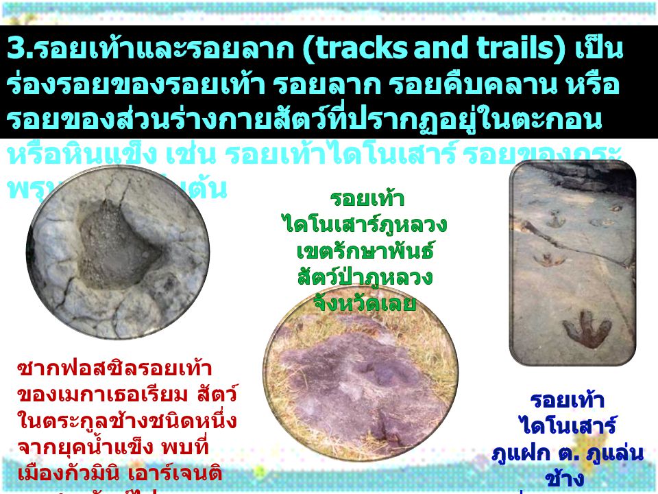3.รอยเท้าและรอยลาก (tracks and trails) เป็นร่องรอยของรอยเท้า รอยลาก รอยคืบคลาน หรือรอยของส่วนร่างกายสัตว์ที่ปรากฏอยู่ในตะกอนหรือหินแข็ง เช่น รอยเท้าไดโนเสาร์ รอยของกระพรุนทะเล เป็นต้น