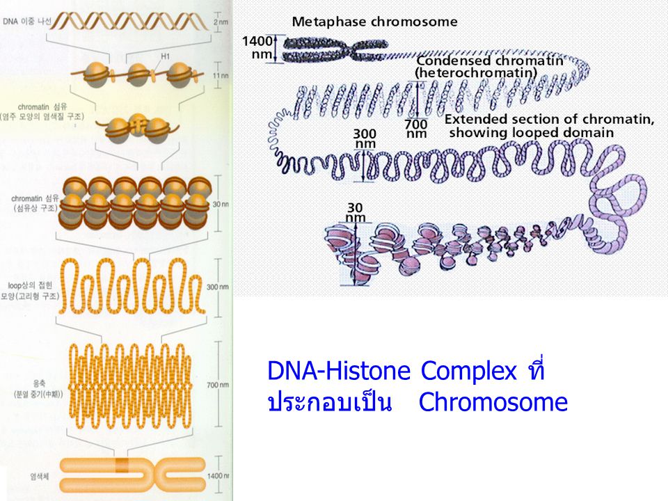 DNA-Histone Complex ที่ประกอบเป็น Chromosome