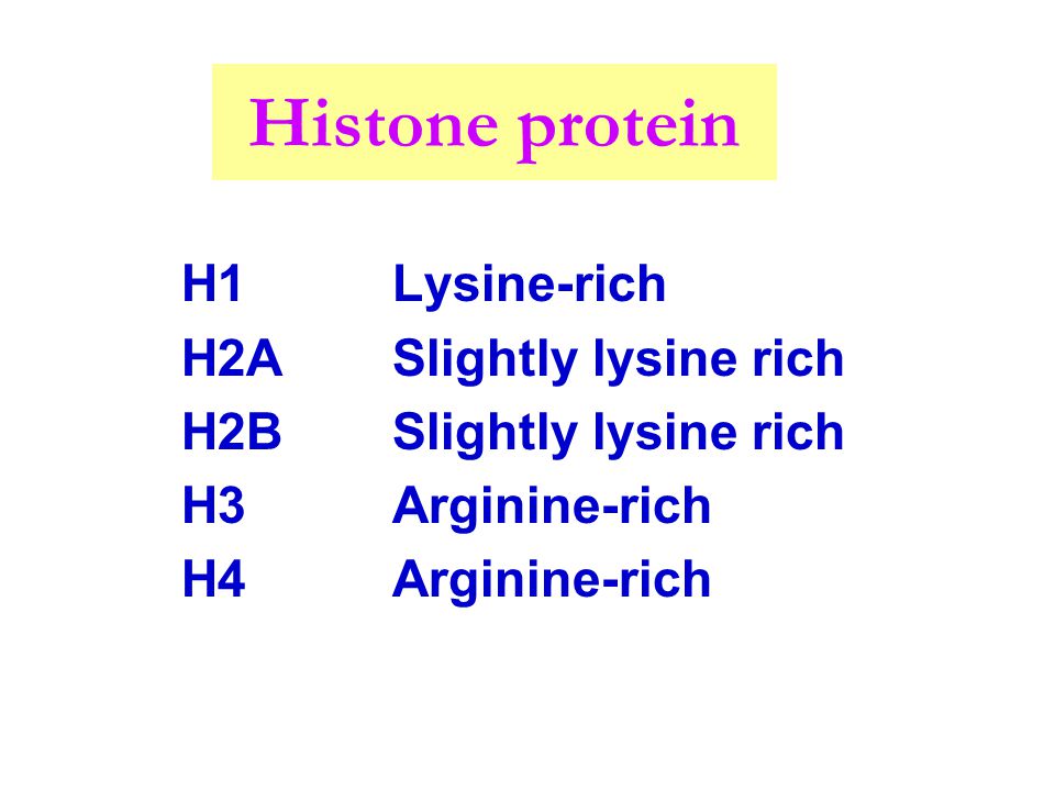 Histone protein H1 Lysine-rich H2A Slightly lysine rich