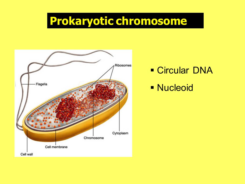 Prokaryotic chromosome