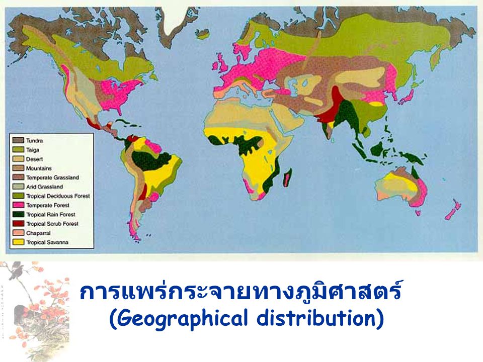 การแพร่กระจายทางภูมิศาสตร์ (Geographical distribution)