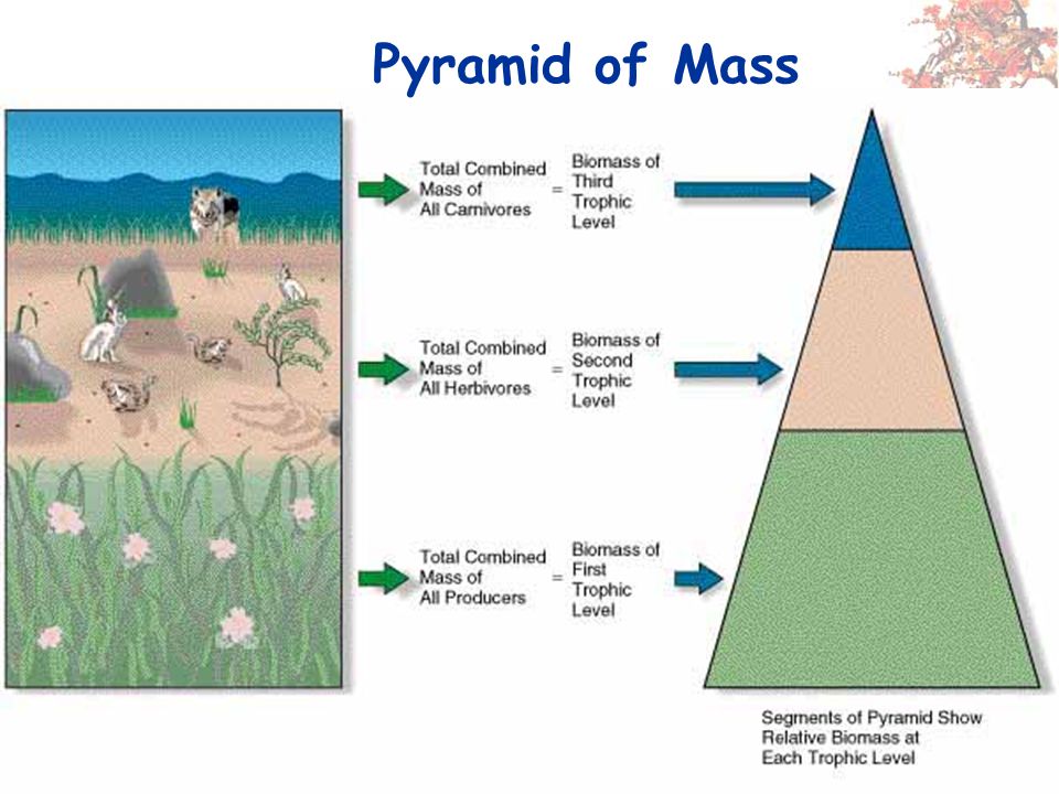 Pyramid of Mass
