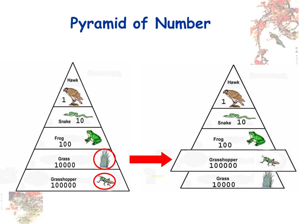 Pyramid of Number