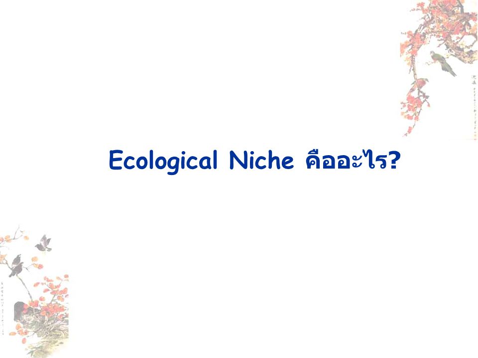 Ecological Niche คืออะไร