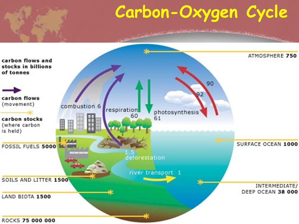 Carbon-Oxygen Cycle