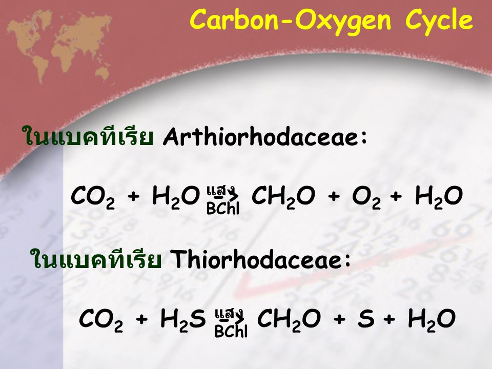 Carbon-Oxygen Cycle ในแบคทีเรีย Arthiorhodaceae: