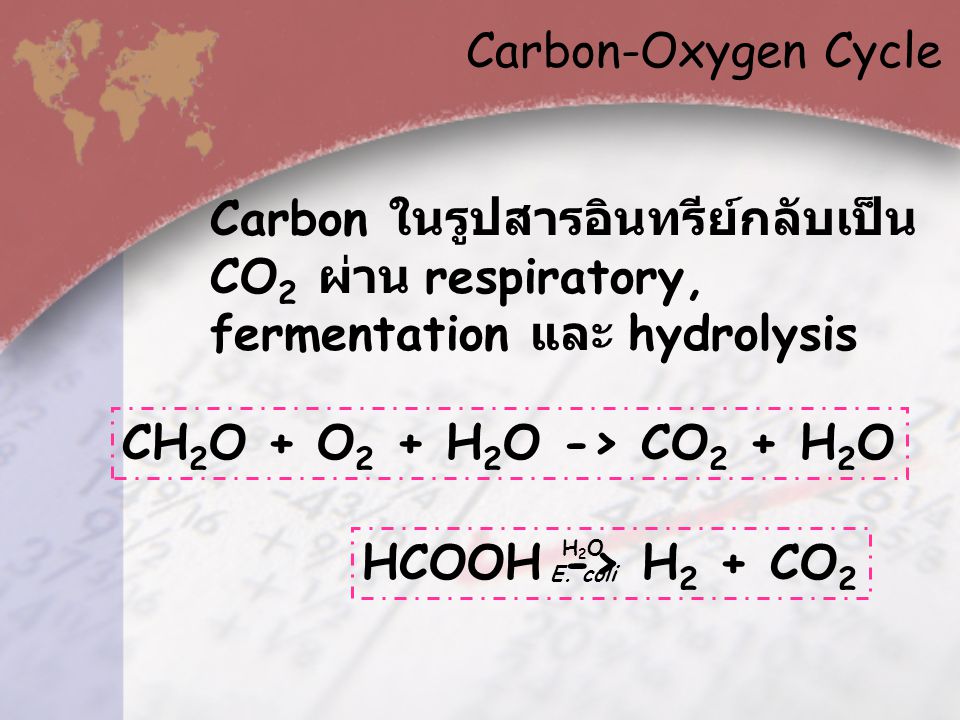 Carbon-Oxygen Cycle Carbon ในรูปสารอินทรีย์กลับเป็น CO2 ผ่าน respiratory, fermentation และ hydrolysis.