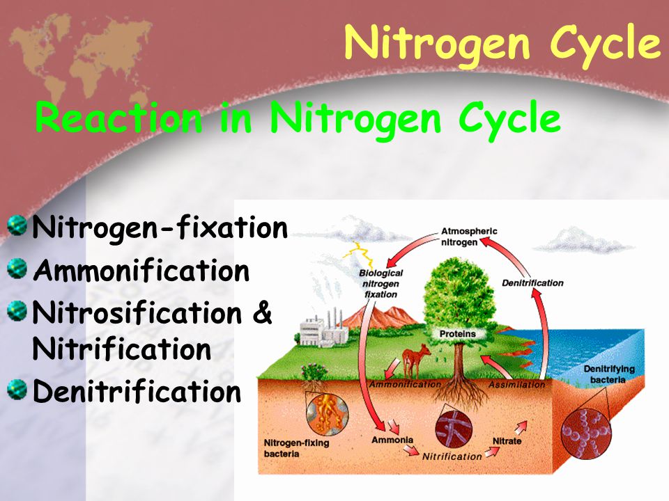 Nitrogen Cycle Reaction in Nitrogen Cycle Nitrogen-fixation