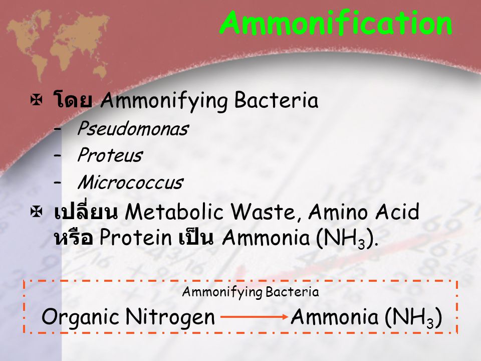 Ammonification โดย Ammonifying Bacteria