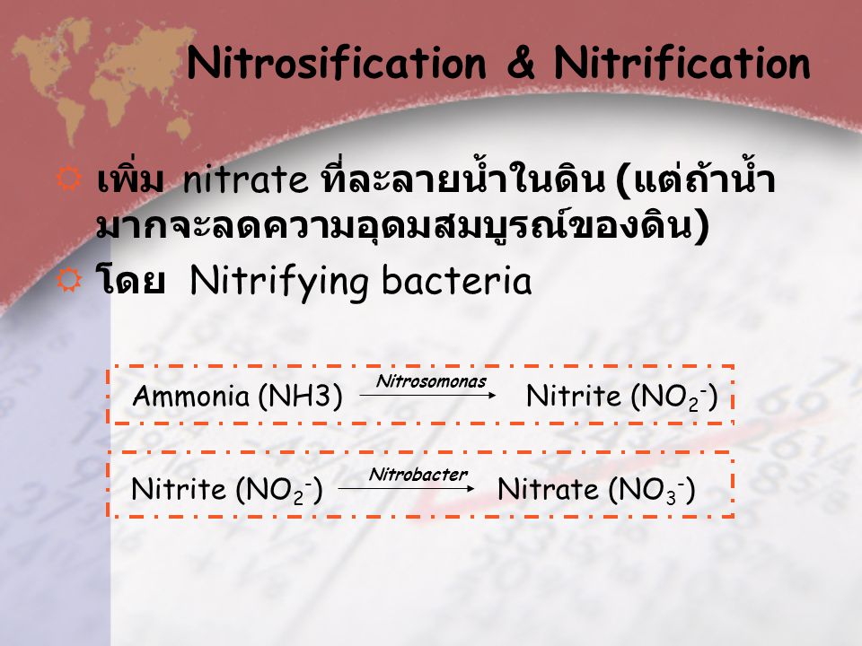 Nitrosification & Nitrification