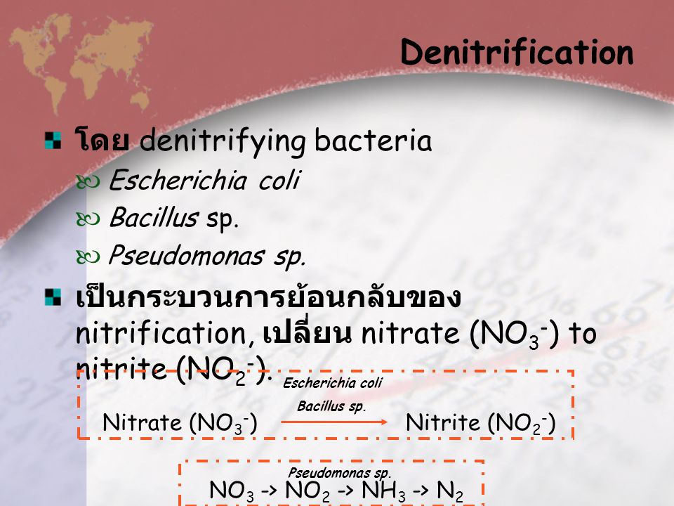 Denitrification โดย denitrifying bacteria