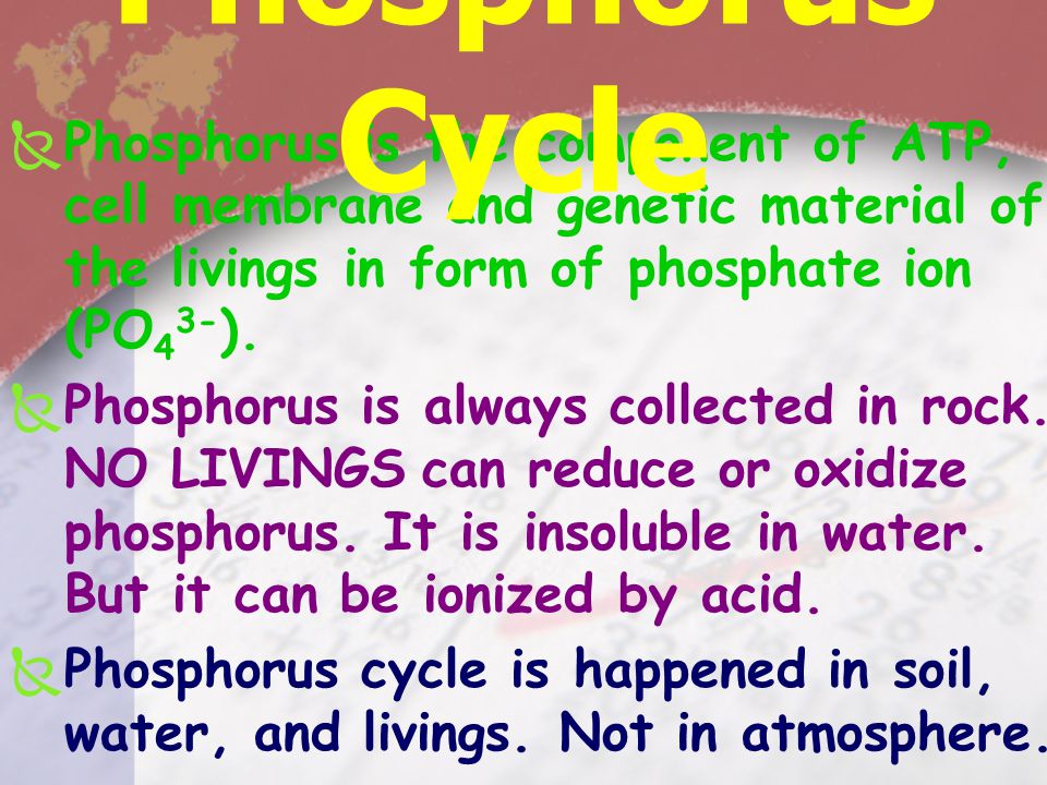 Phosphorus Cycle Phosphorus is the component of ATP, cell membrane and genetic material of the livings in form of phosphate ion (PO43-).