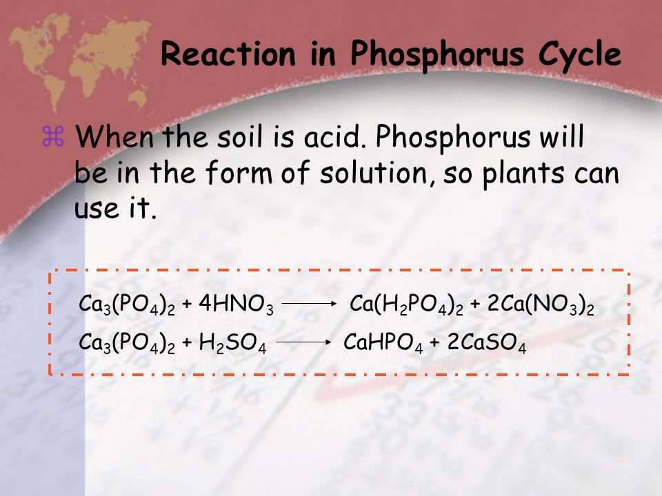 Reaction in Phosphorus Cycle
