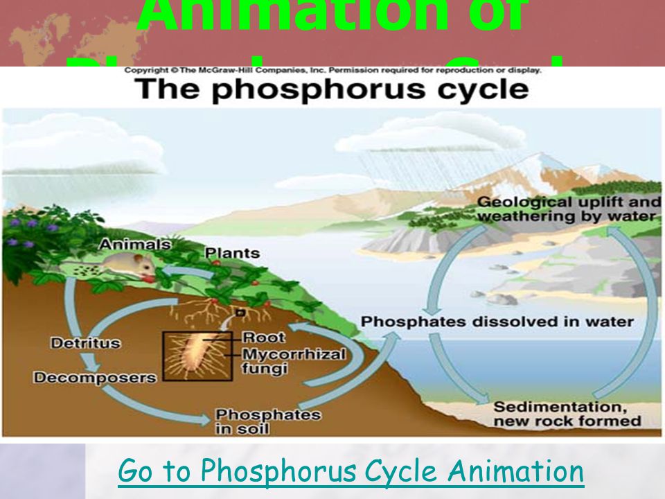 Animation of Phosphorus Cycle