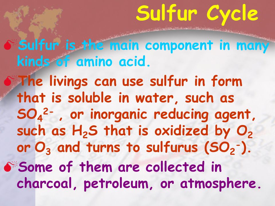 Sulfur Cycle Sulfur is the main component in many kinds of amino acid.