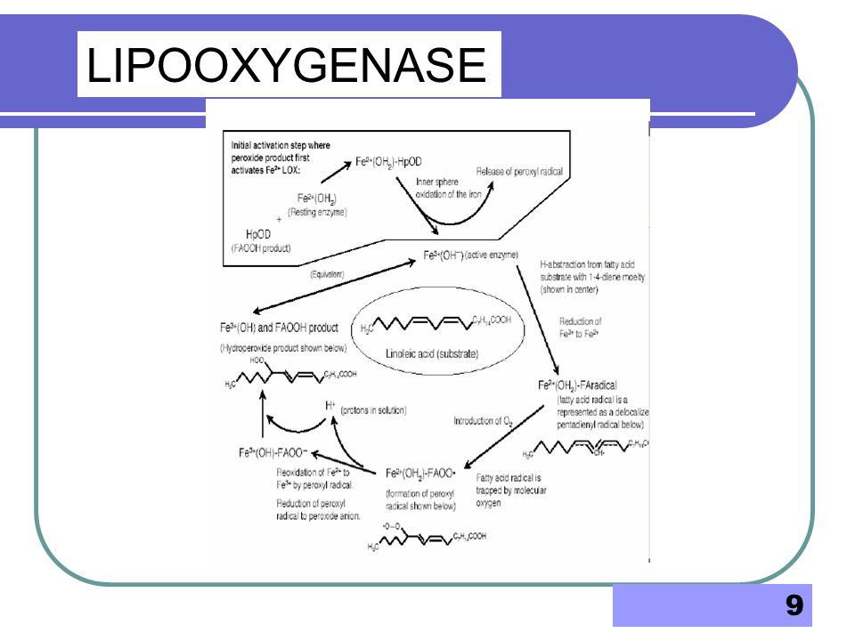 LIPOOXYGENASE