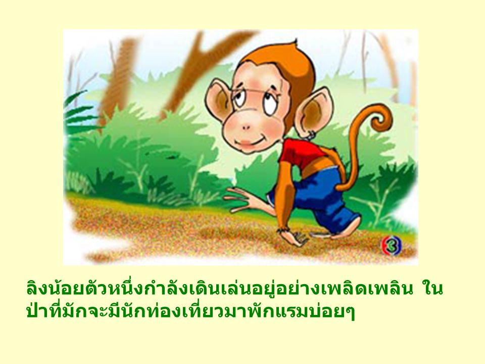 ลิงน้อยตัวหนึ่งกำลังเดินเล่นอยู่อย่างเพลิดเพลิน ในป่าที่มักจะมีนักท่องเที่ยวมาพักแรมบ่อยๆ