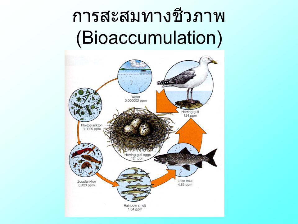 การสะสมทางชีวภาพ (Bioaccumulation)