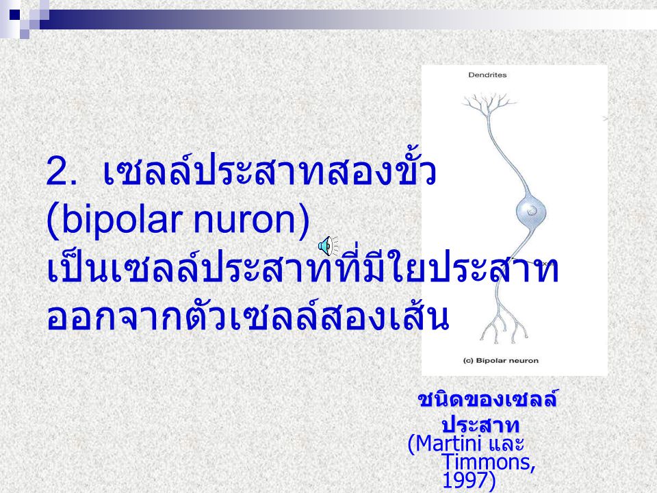 2. เซลล์ประสาทสองขั้ว (bipolar nuron) เป็นเซลล์ประสาทที่มีใยประสาท ออกจากตัวเซลล์สองเส้น